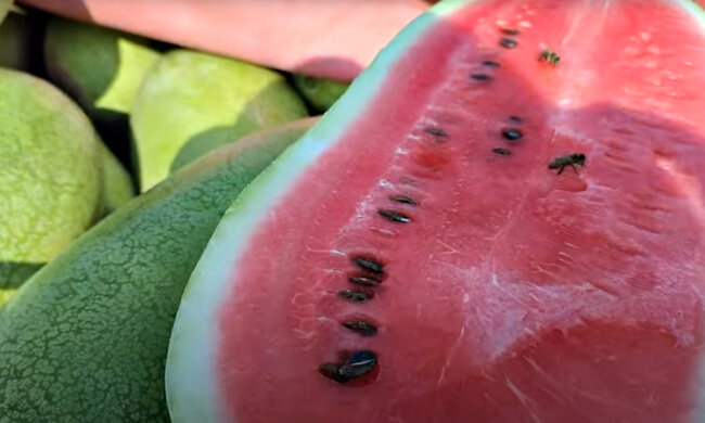 Арбуз. Фото: скриншот YouTube-видео.