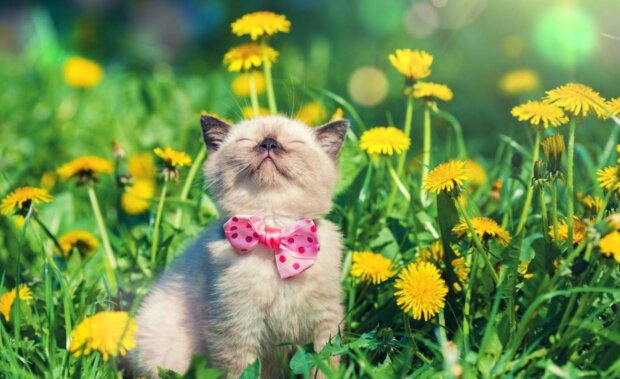 Погода, весна, потепління. Фото: Стіна