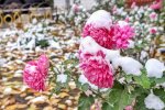 Цветы. Фото: Facebook: Киев - мой любимый город