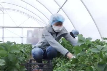 Названо количество украинцев, работающих в Польше. Фото: скриншот YouTube-видео