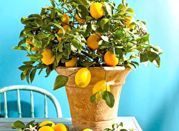 Лимон, дерево. Фото: YouTube