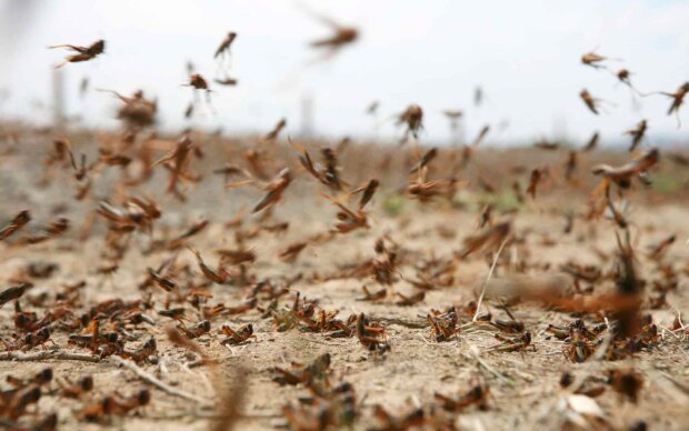 Саранча, мутанти, Турція. Фото: Telegram