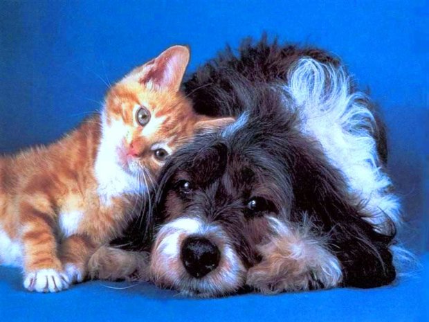 Котенок и собака. Фото: Наша газета