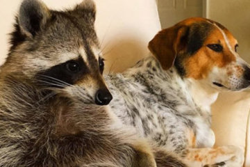 Умер самый популярный в мире енот: миллионы подписчиков в Instagram вне себя от горя