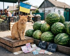 кіт кавун ферма Таїланд охоронець