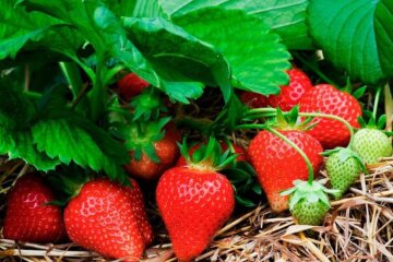 Полуниця. Розсада. Фото: facebook.com