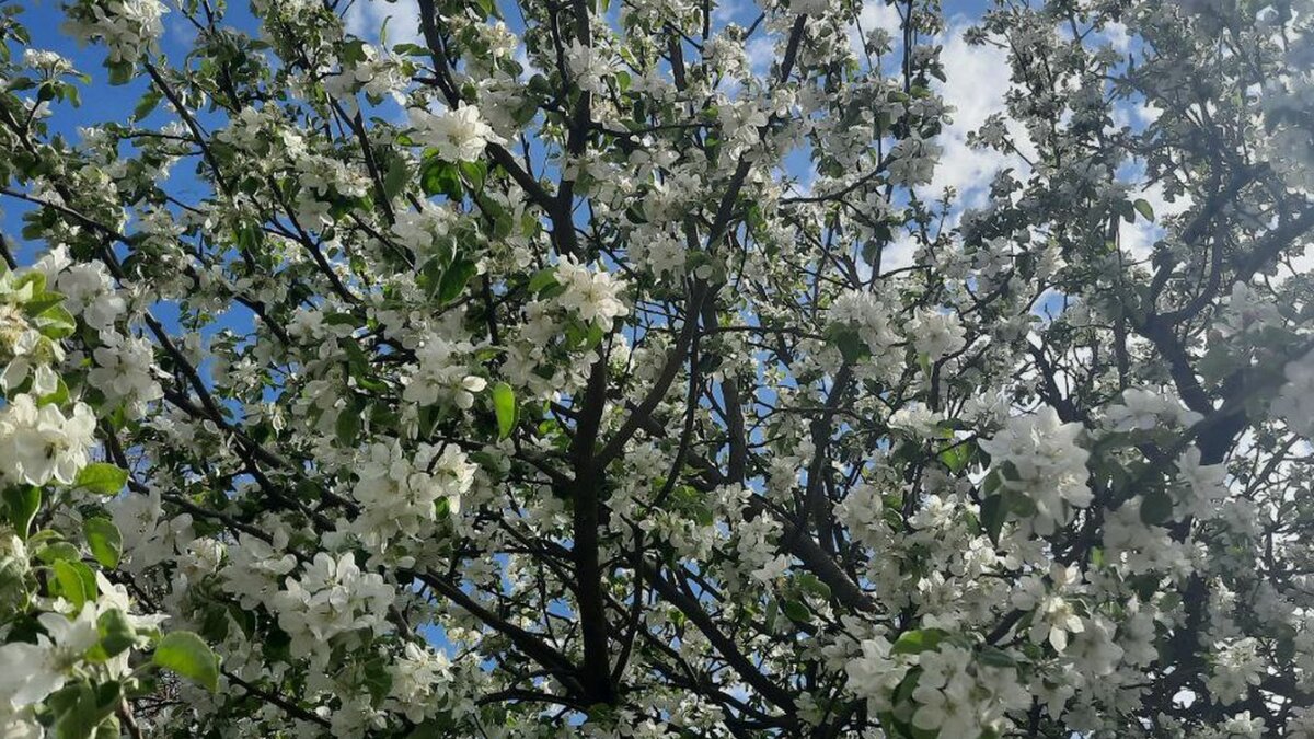 Дерево, которое нельзя сажать возле дома