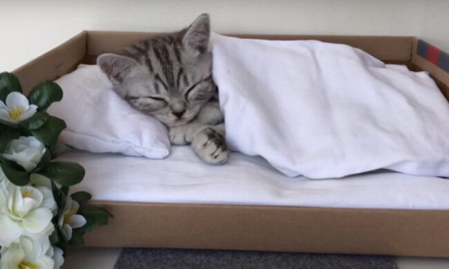 Котенок. Фото: скриншот YouTube