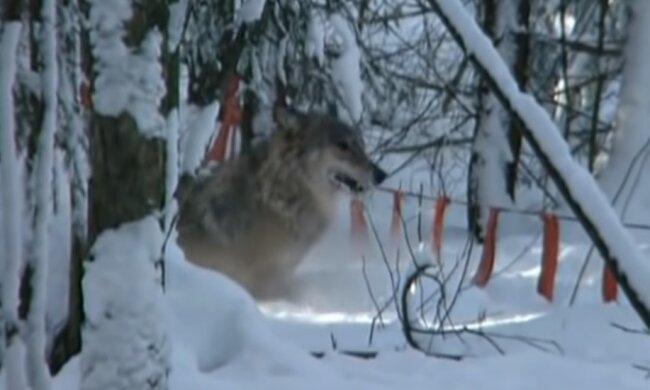 Волк. Фото: Youtube