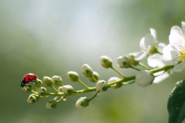 Синоптик рассказала, какой будет погода в Вербное воскресенье, 13 апреля. Фото: YouTube