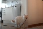 Парень снял на видео, что делает кошка, пока он на работе. Фото: скриншот YouTube