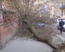Дерево . Фото: скриншот YouTube