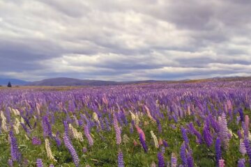 Природа. Фото: скріншот Youtube-відео.