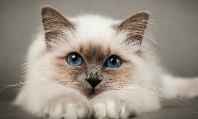 Кіт. Фото: YouTube