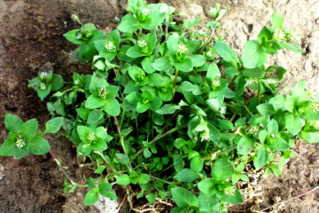 Как сорняки могут улучшить урожай на огороде. Фото: YouTube