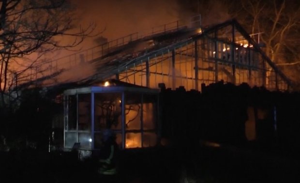 В немецком городе Крефельд вспыхнул пожар в зоопарке, скриншот YouTube