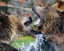 Бой двух "мускулистых" медведей попал на видео, это стоит увидеть
