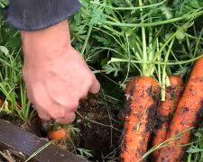 Морква. Фото: скріншот YouTube-відео