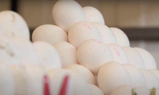 Яйця. Фото: YouTube, скрін