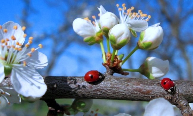 Весна. Фото: Народна правда