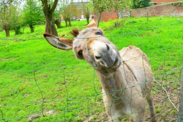Парень решил спеть песню со своим ослом. Это попало на видео