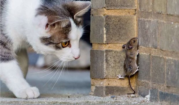 Кошка с мышкой
