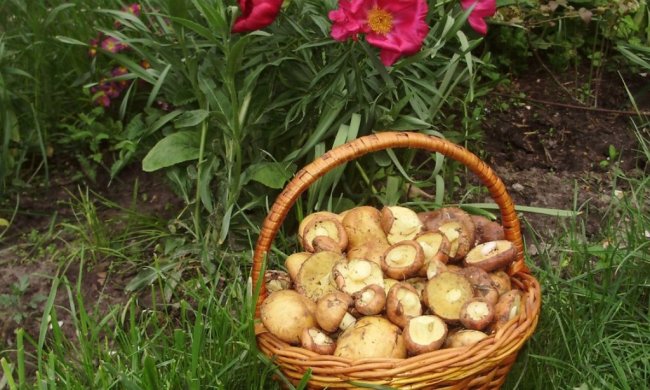 Грибной сезно в Украине. Фoто: скриншот facebook