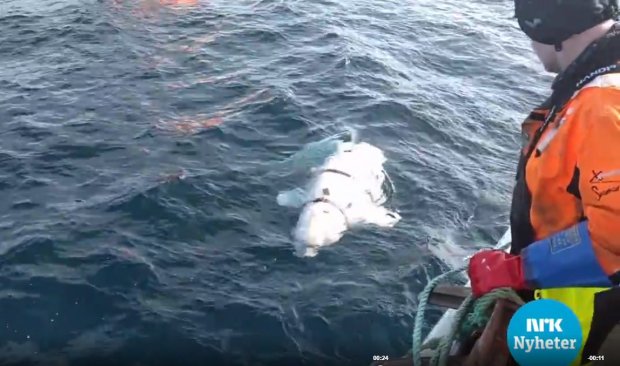 Российский боевой кит с камерой GoPro сбежал от военных в Норвегию