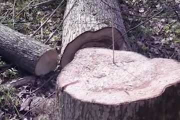 "Черных лесорубов" наказали огромными штрафами. Фото: youtube