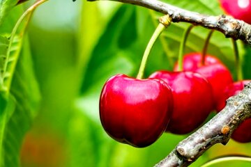 Черешня. Фото: YouTube