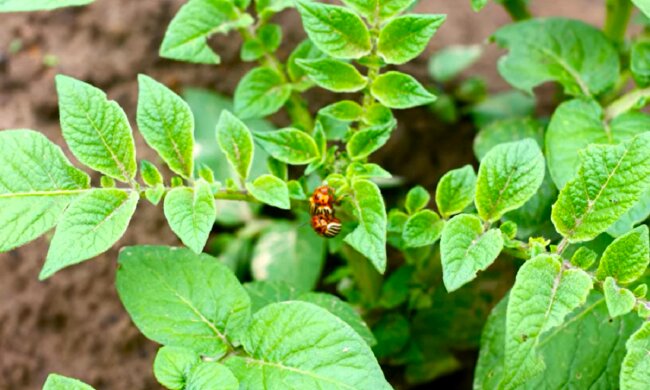 Картопля, колорадський жук. Фото: YouTube