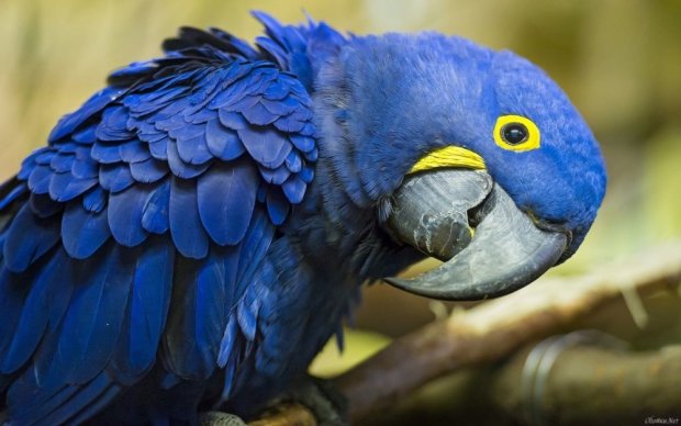 Теперь можно и на цепь: талантливый попугай показал всю свою харизму (видео)