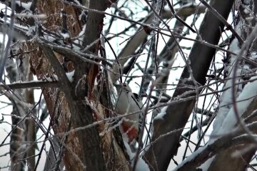 Погода в Україні. Фото: скріншот Youtube-відео