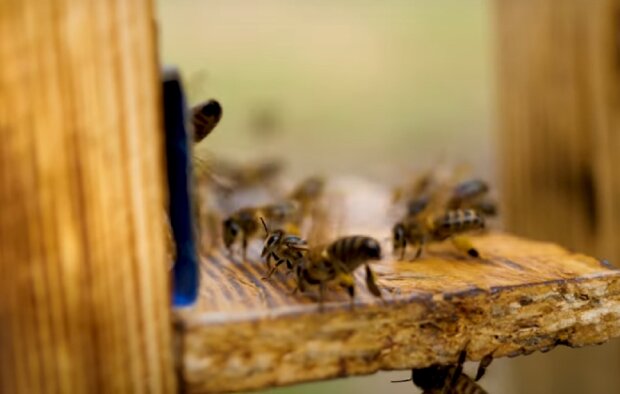 На Одещине пчелы проснулись от зимней спячки в начале января. Фото: YouTube, скрин