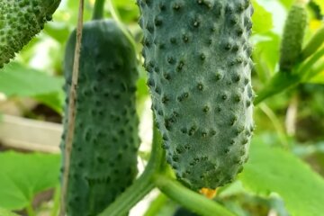 Огірки. Фото: YouTube