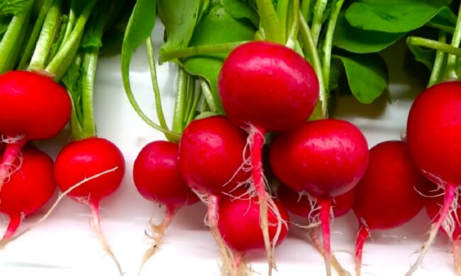 Редиска. Фото: YouTube