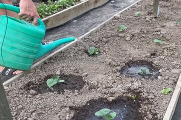 Посадка рослин. Фото: скріншот YouTube-відео