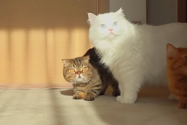Удивленные коты