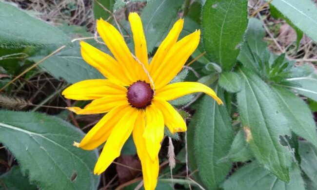 Попередження від синоптиків: де 10 березня буде до +15 і чому оголошено перший рівень небезпеки