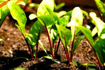 Свекла, огород. Фото: YouTube