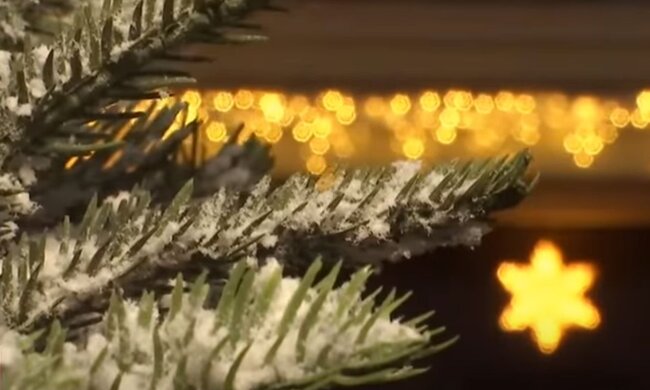 Еловая ветка. Фото: скриншот YouTube-видео