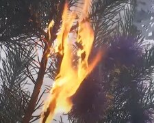 Сгорело новогоднее дерево. Фото: скриншот Youtube