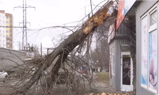 Зламане дерево. Фото: скріншот YouTube-відео
