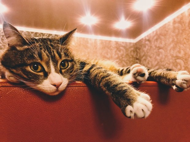 В прошлой жизни был человеком: пользователей сети удивил кот с необычной мордочкой. Видео