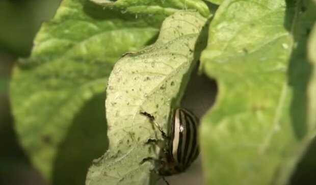 Колорадський жук, фото: youtube.com