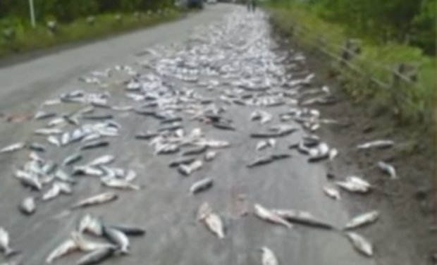 В Австралии выпал «рыбный дождь». Фото: скриншот видео