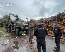 незаконна вирубка дерев 