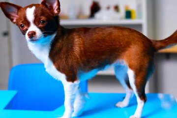 Собака. Фото: YouTube