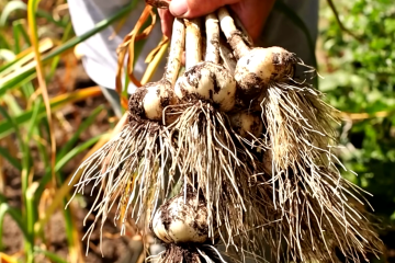 Почему нельзя сажать чеснок на одном и том же месте. Фото: YouTube