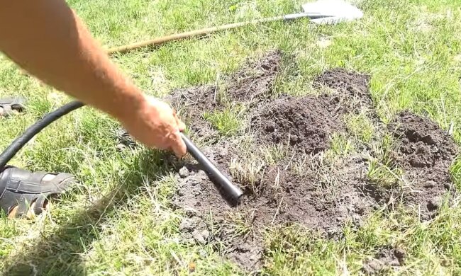 Что нужно сделать, чтобы кроты ушли с огорода и дачного участка: вы будете хвастаться этим методом